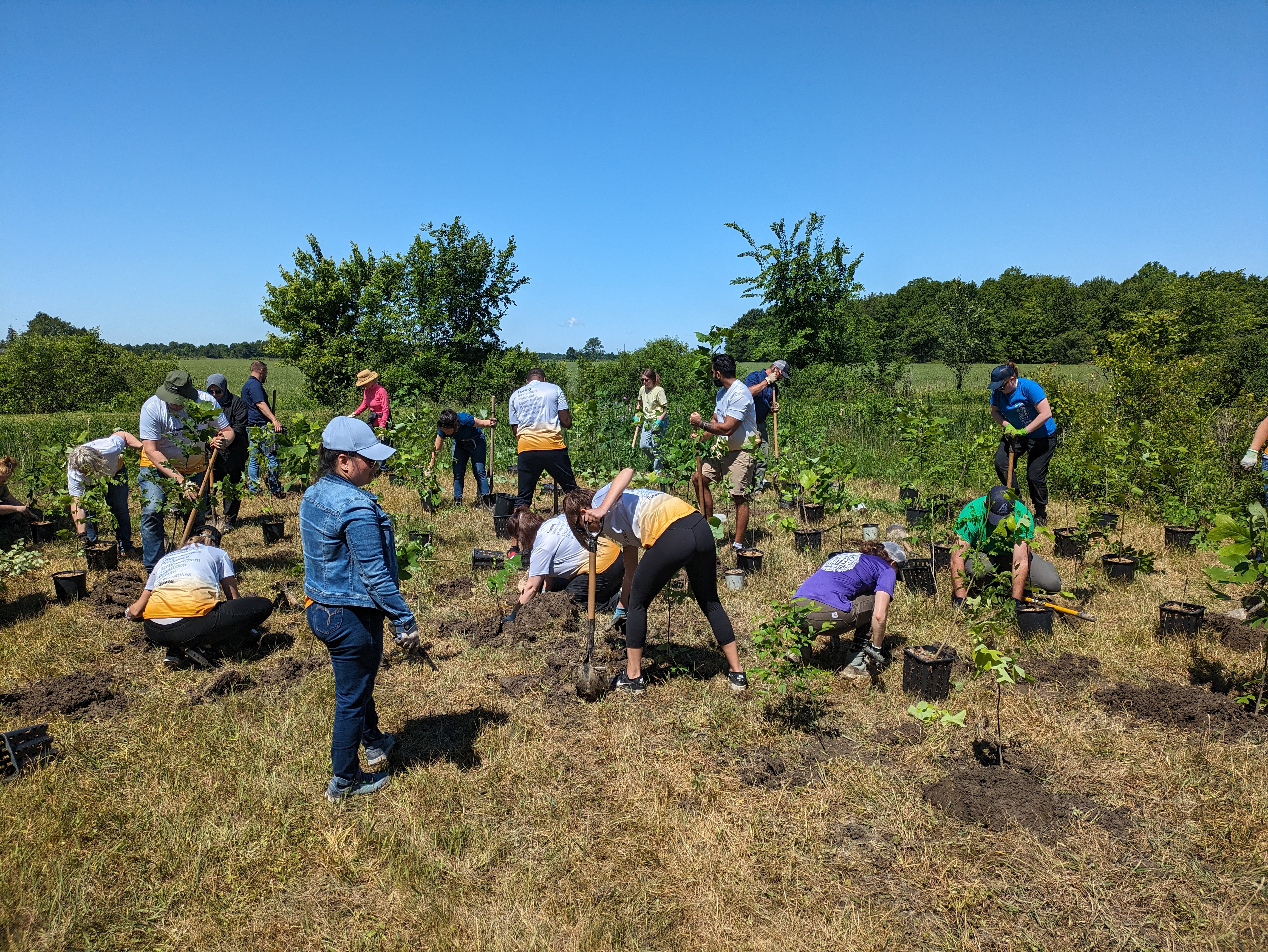 Image of various people planting trees in a field.