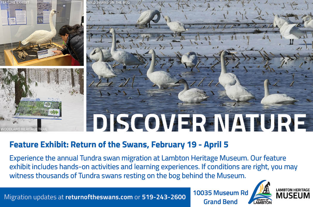 Promotional image for Return of the Swans exhibit, with images of museum exhbit, swans, and text about the exhibit